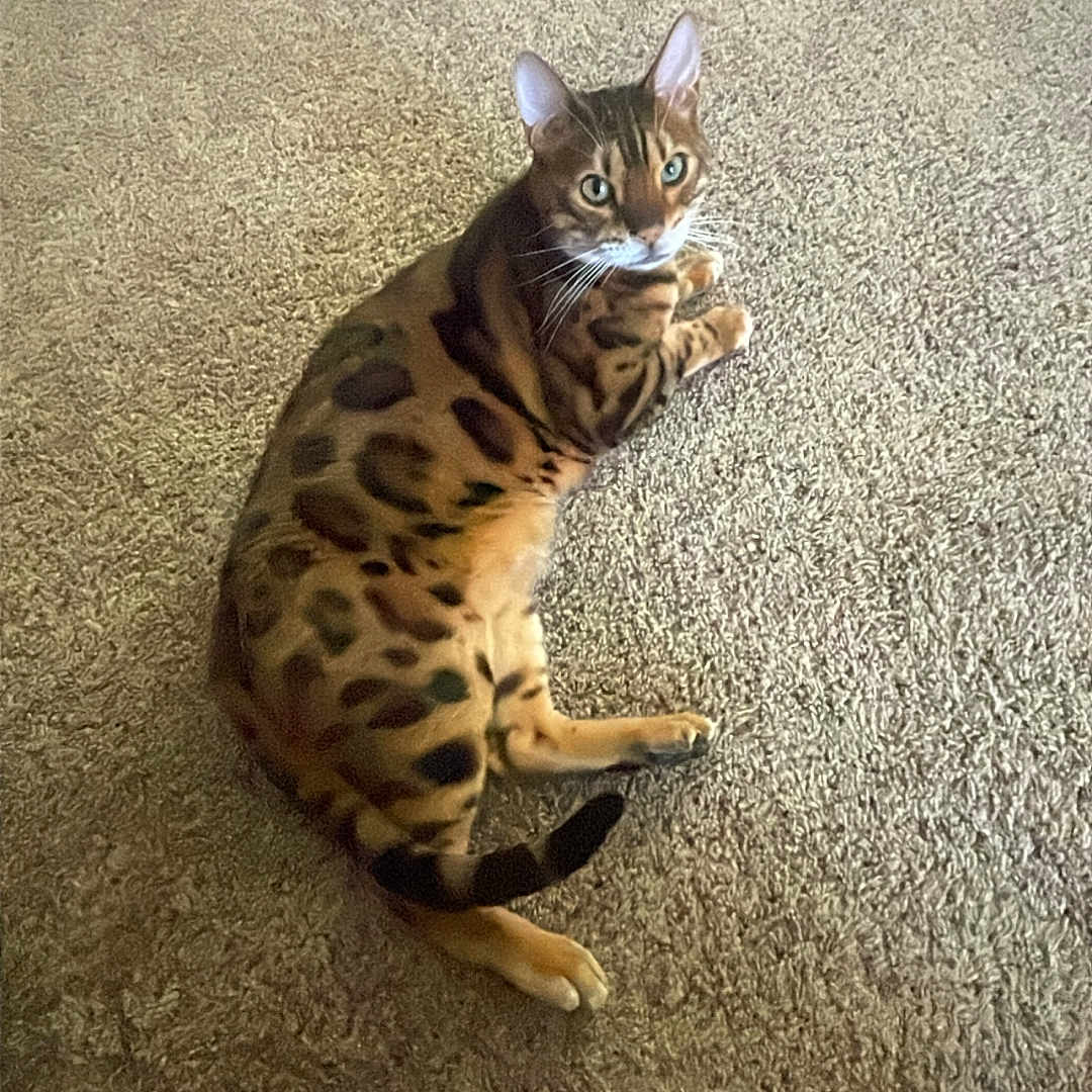 Koda joined the competition — help win amazing prizes! abyssinian, animal, cat, egyptiancat, homedecor, kitten, manx, ocelot, panther, person, pet, sleeping, soil