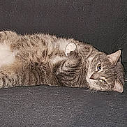 Boots joined the competition — help win amazing prizes! animal, cat, couch, cozy, cute, domestic_animal, feline, fur, home, indoor, lying_down, mammal, paw, pet, relaxed, resting, sleepy, tabby, tabby_cat, whiskers
