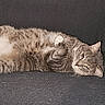 animal, cat, couch, cozy, cute, domestic_animal, feline, fur, home, indoor, lying_down, mammal, paw, pet, relaxed, resting, sleepy, tabby, tabby_cat, whiskers