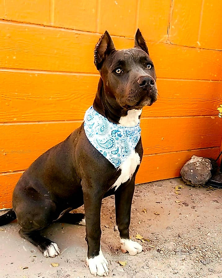 Nova is registered to the contest to win money with this photo: art, canidae, carnivore, collar, companion_dog, dog, dog_breed, dog_collar, dog_supply, electric_blue, fashion_accessory, fawn, leash, pet_supply, snout, sporting_group, street_fashion, terrestrial_animal, window, working_animal