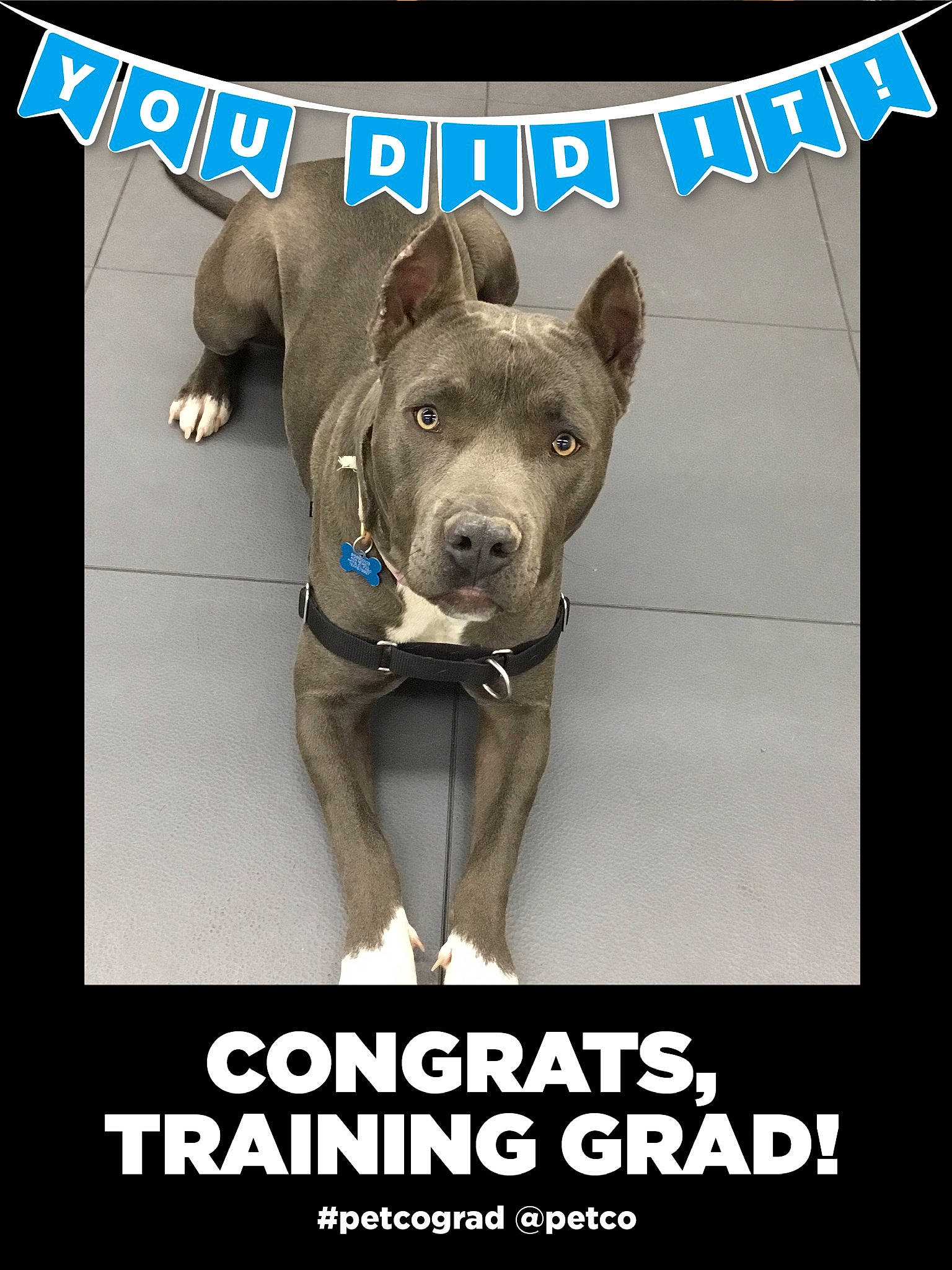 Nova joined the competition — help win amazing prizes! advertising, canidae, carnivore, collar, companion_dog, dog, dog_breed, dog_supply, fawn, font, illustration, logo, paw, pet_supply, photo_caption, poster, puppy, snout, sporting_group, working_animal