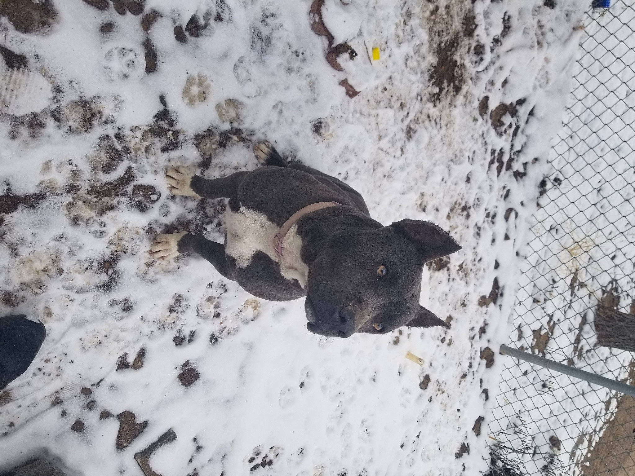 Nova joined the competition — help win amazing prizes! canidae, carnivore, dog, dog_breed, fawn, freezing, fur, guard_dog, mesh, non_sporting_group, pug, shadow, snout, snow, soil, sporting_group, tail, terrestrial_animal, winter, working_animal