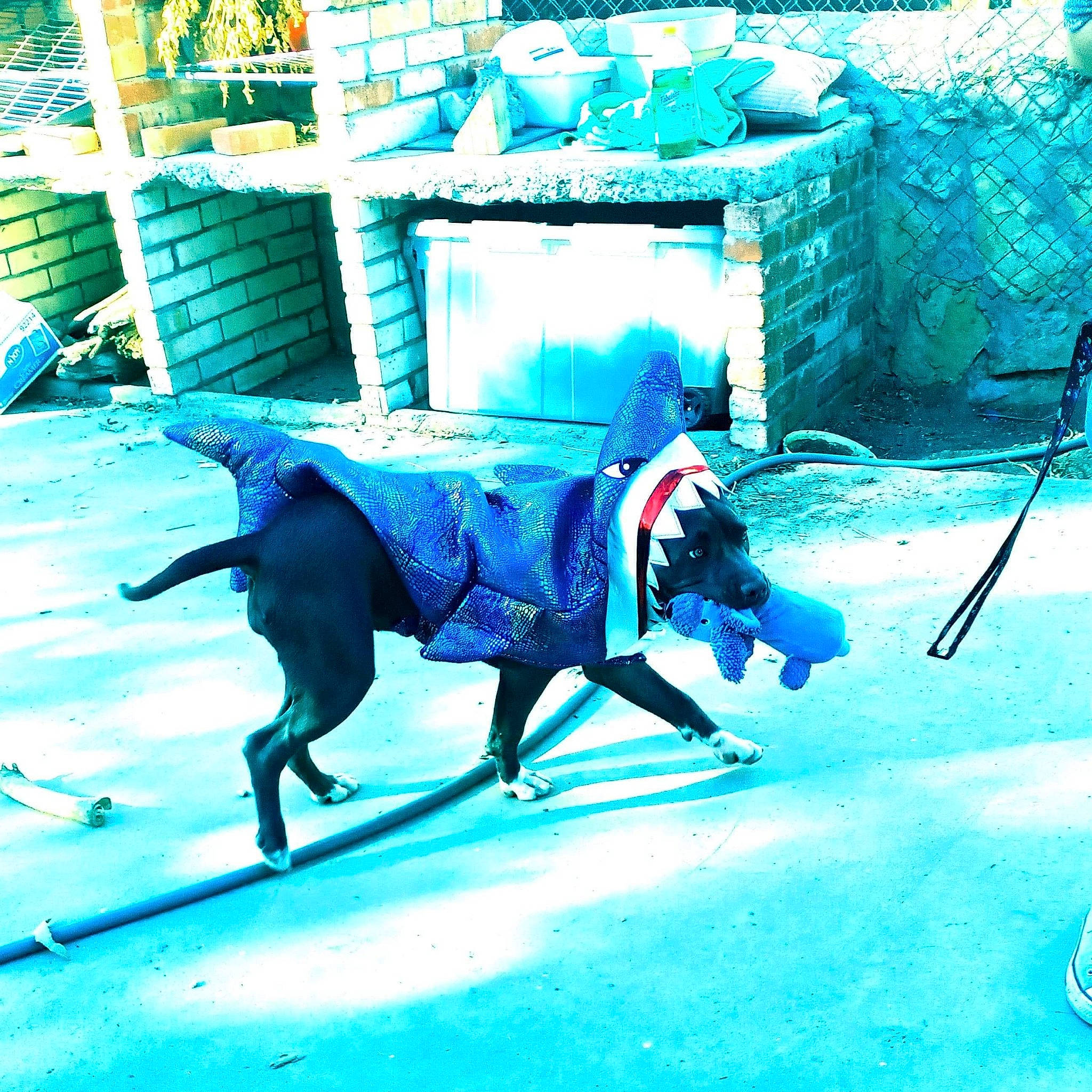 Nova is registered to the contest to win money with this photo: aqua, art, blue, bovine, canidae, carnivore, dog_breed, electric_blue, fashion_accessory, horse_tack, leash, mammal, pack_animal, pet_supply, rein, shadow, snout, sporting_group, vertebrate, working_animal