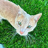 Jack joined the competition — help win amazing prizes! cat, green_eyes, whiskers, grass, outdoor, pet, animal, curious, close_up, feline, nature, cute, mammal, looking_up, soft_fur, domestic_cat, summer, daylight, portrait, playful