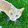 cat, green_eyes, whiskers, grass, outdoor, pet, animal, curious, close_up, feline, nature, cute, mammal, looking_up, soft_fur, domestic_cat, summer, daylight, portrait, playful