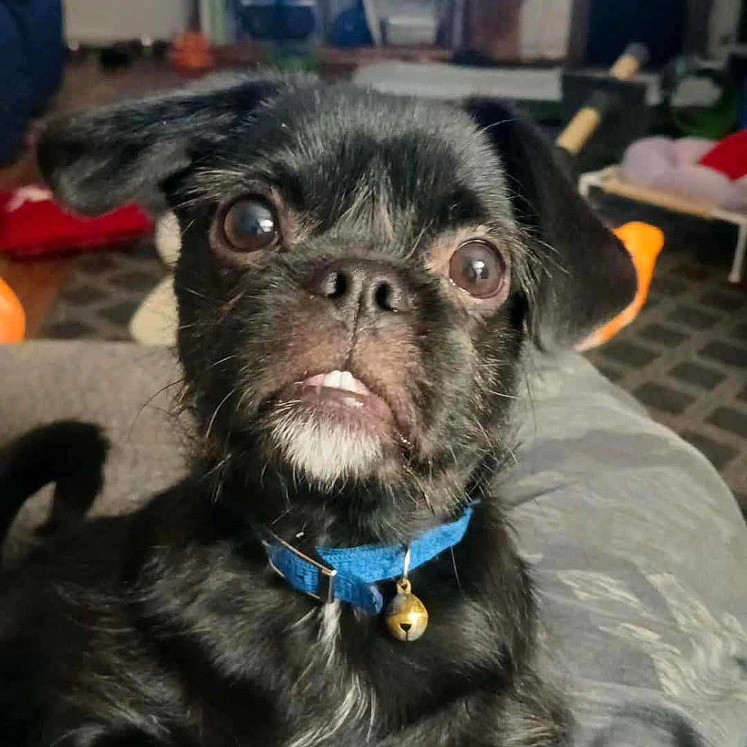 Pugsley is registered to the contest to win money with this photo: animal, bell, black_dog, blue_collar, blurred_background, carpet, close_up, companion, curious_expression, cute, dog, floor, furniture, home, indoor, lap, living_room, pet, small_dog, television