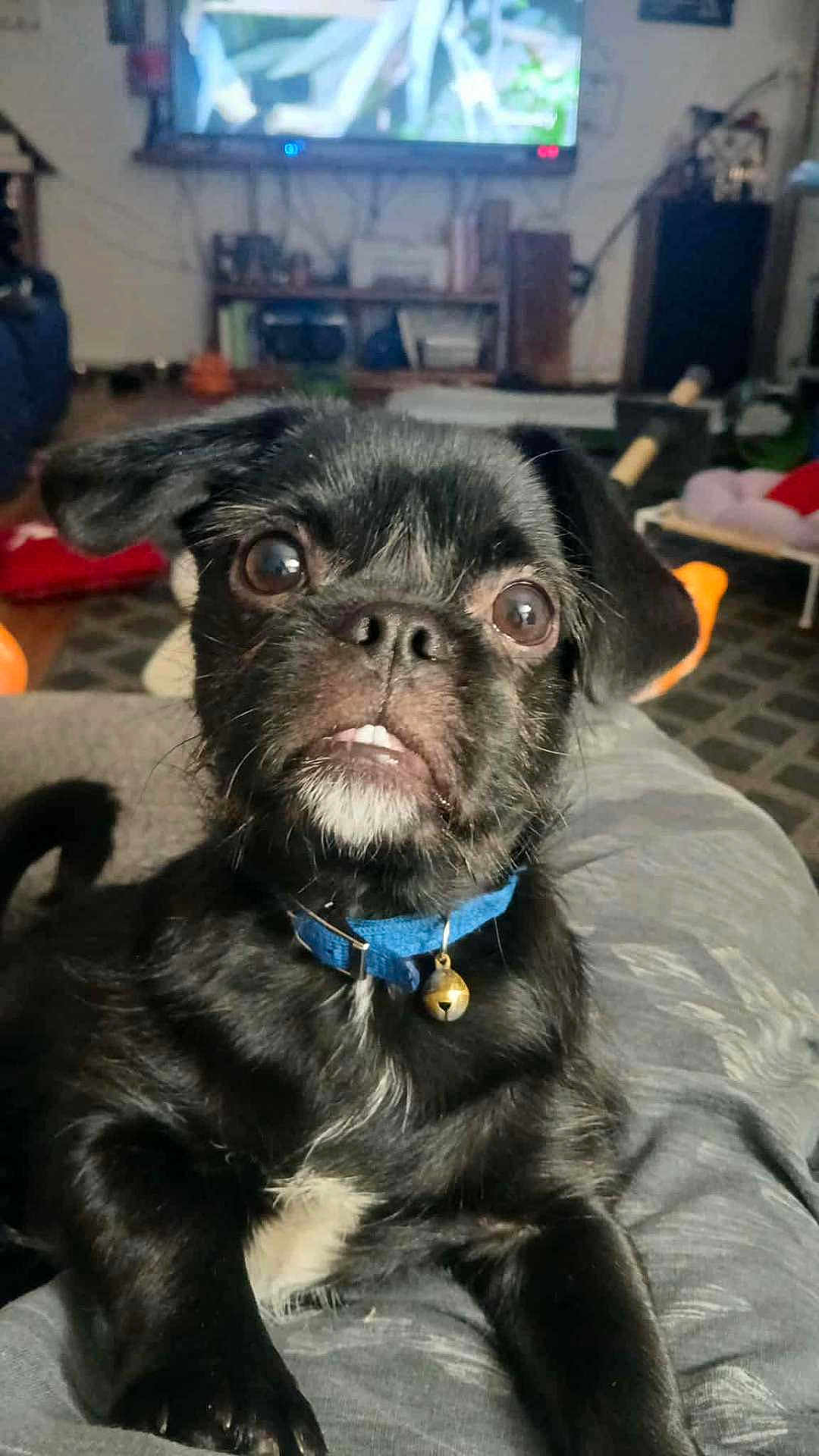 Pugsley