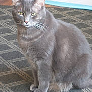 Smokey is registered to the contest to win money with this photo: cat, gray_cat, sitting, carpet, indoor, pet, animal, feline, whiskers, ears, eyes, floor, household, calm, domestic, fur, mammal, looking, cozy, relaxed