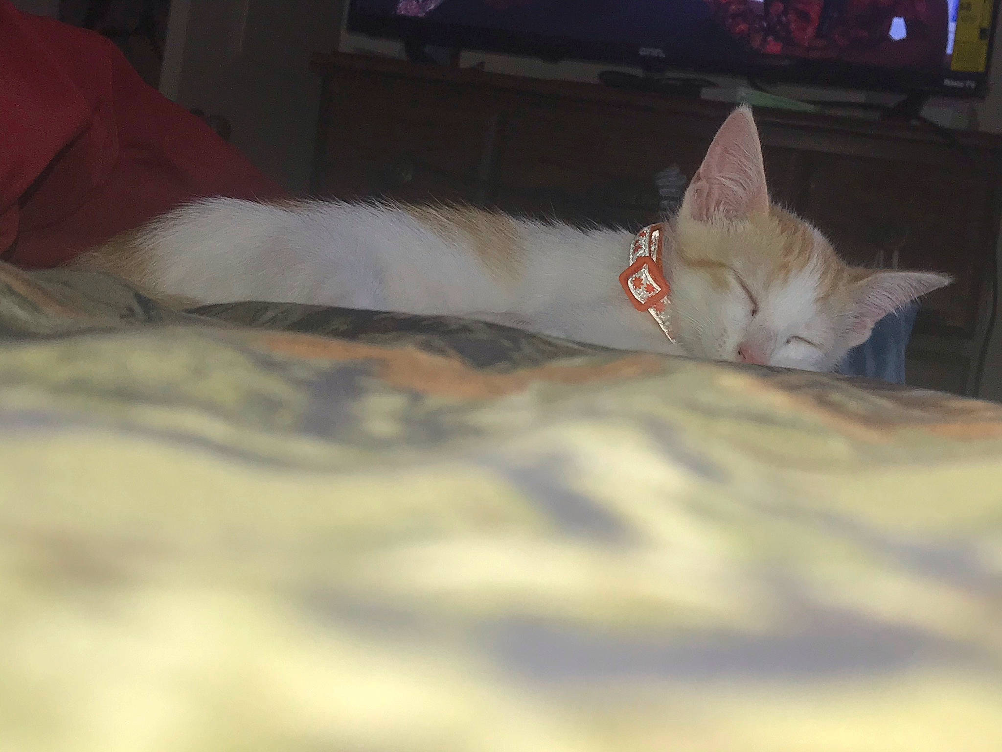 Cooper joined the competition — help win amazing prizes! carmine, carnivore, cat, comfort, darkness, domestic_short_haired_cat, eye, fawn, felidae, fur, grass, linens, paw, small_to_medium_sized_cats, snout, tail, whiskers, wildlife, wing, wood