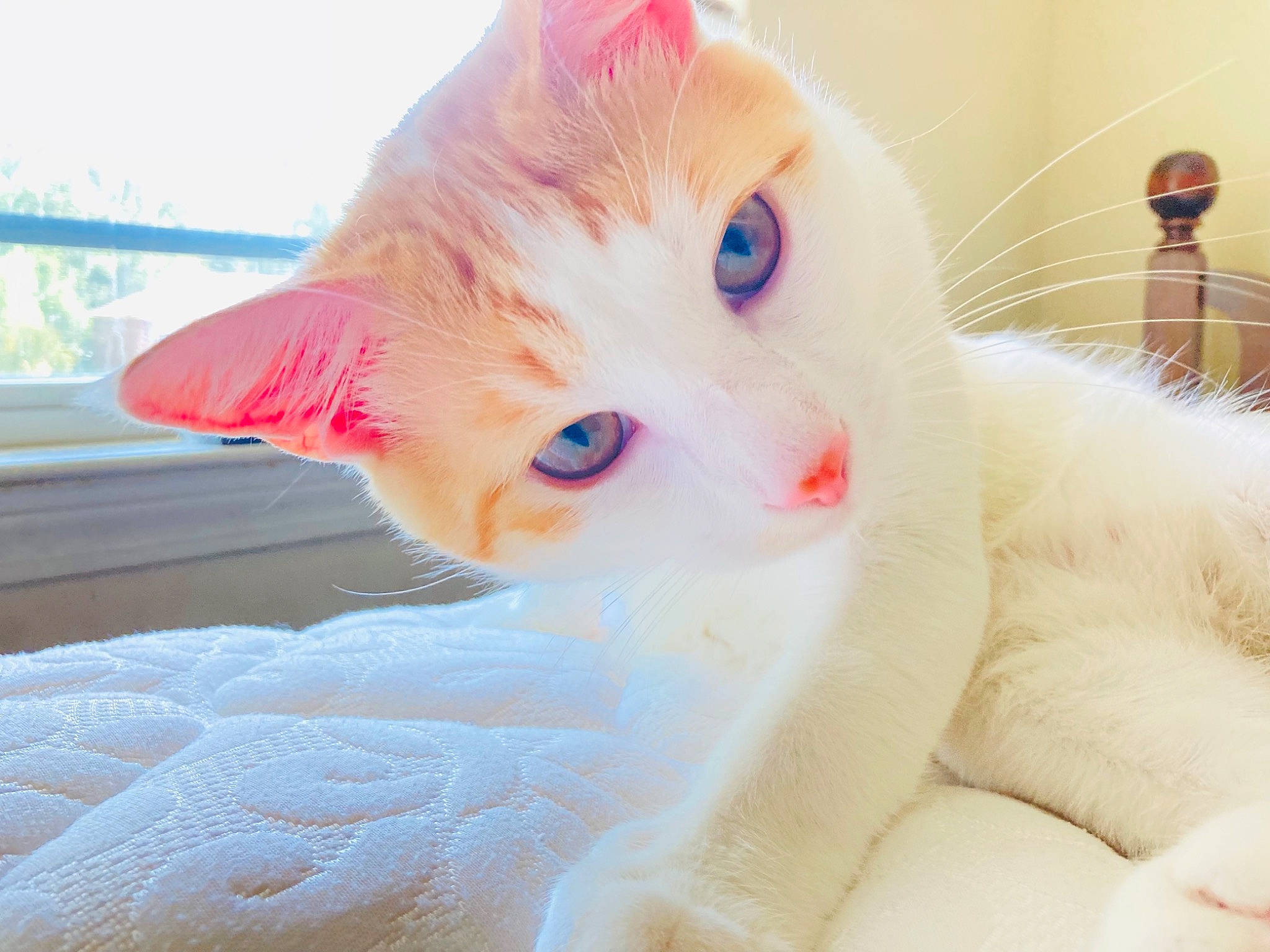 Cooper joined the competition — help win amazing prizes! carnivore, cat, claw, comfort, ear, eyelash, fawn, felidae, fur, iris, paw, peach, small_to_medium_sized_cats, snout, stuffed_toy, tail, toy, whiskers