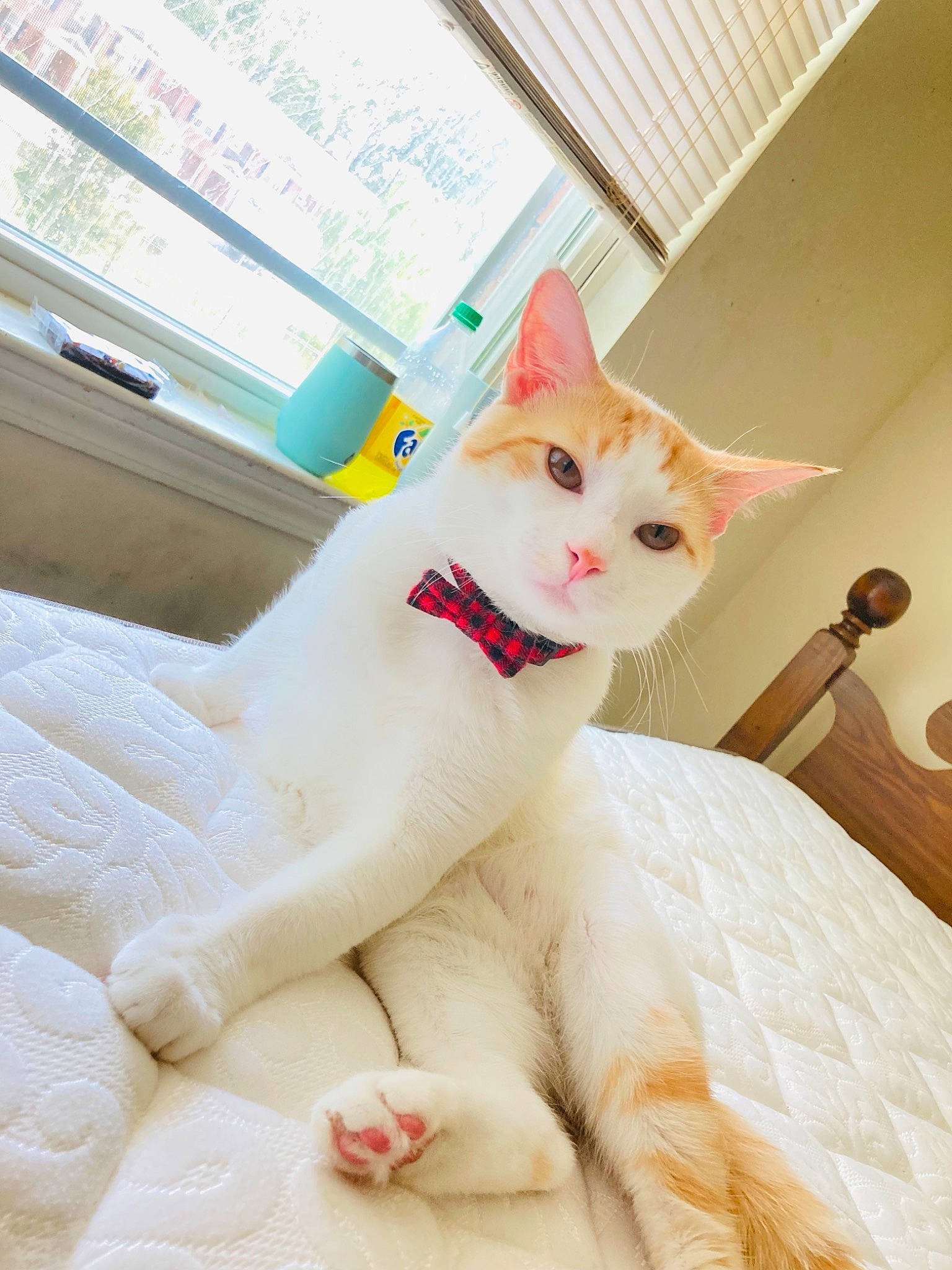 Cooper is registered to the contest to win money with this photo: carnivore, cat, claw, comfort, domestic_short_haired_cat, fawn, felidae, fixture, fur, paw, sitting, small_to_medium_sized_cats, snout, tail, terrestrial_animal, whiskers, window