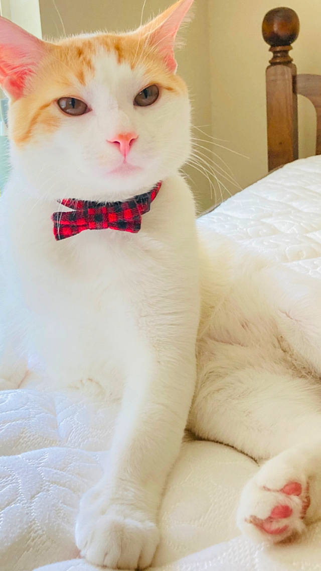 Cooper is registered to the contest to win money with this photo: carnivore, cat, claw, collar, comfort, domestic_short_haired_cat, fawn, felidae, fur, houseplant, paw, pet_supply, small_to_medium_sized_cats, snout, tail, whiskers, white, window