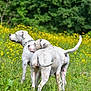 dog, white_dog, collar, animal, pet, outdoor, grass, wildflowers, yellow_flowers, field, nature, summer, greenery, two_dogs, alert, canine, standing, daylight, flora, scenery