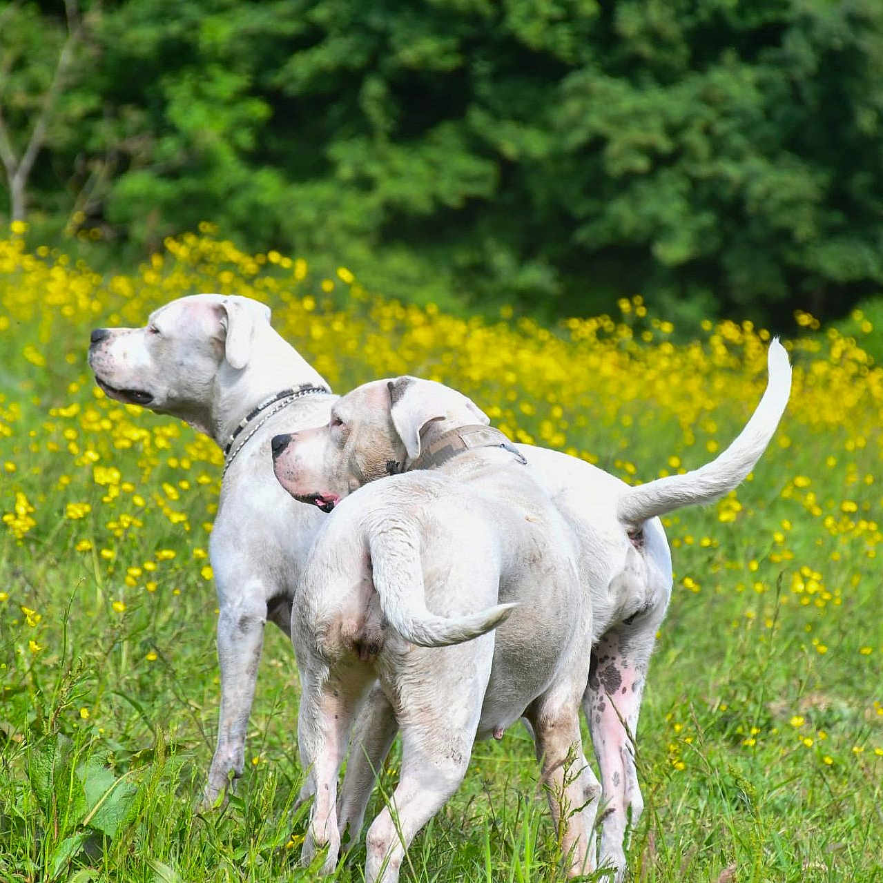 Lolita Senna participe au concours pour gagner de l'argent avec cette photo : alert, animal, canine, collar, daylight, dog, field, flora, grass, greenery, nature, outdoor, pet, scenery, standing, summer, two_dogs, white_dog, wildflowers, yellow_flowers