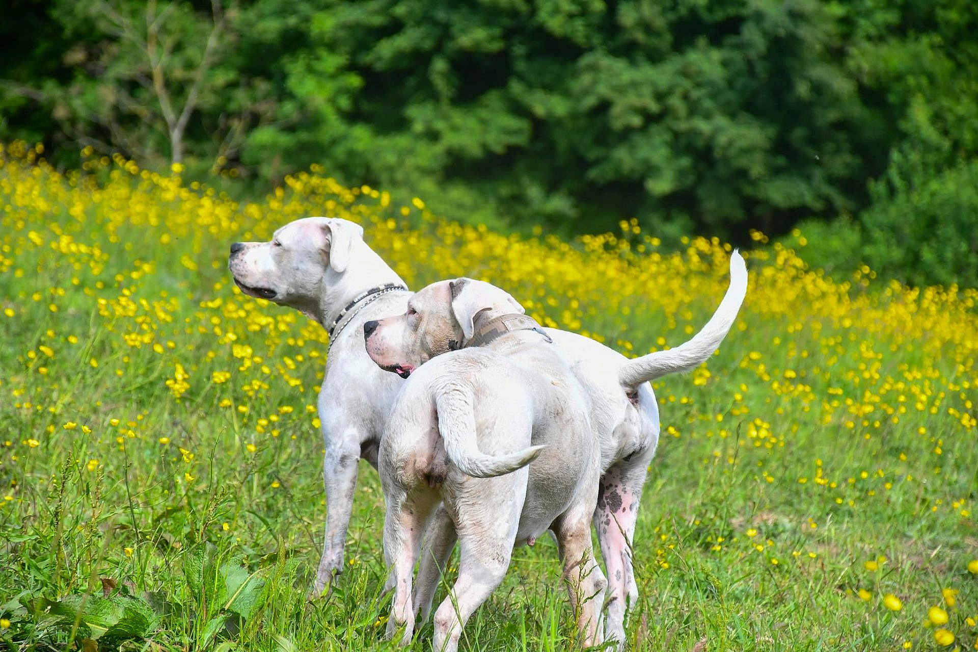 Lolita Senna participe au concours pour gagner de l'argent avec cette photo : dog, white_dog, collar, animal, pet, outdoor, grass, wildflowers, yellow_flowers, field, nature, summer, greenery, two_dogs, alert, canine, standing, daylight, flora, scenery