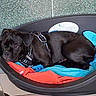 dog, black_dog, pet_bed, blanket, blue_blanket, red_blanket, harness, indoor, tile_floor, resting, lying_down, pensive, cozy, animal, domestic_animal, quiet, relaxed, wall, plastic_bed, floor