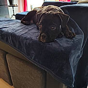 Kaylane a rejoint le concours — aidez-le/la à gagner de superbes lots ! black_dog, blanket, blanket_texture, cozy, curtains, dog, eyes, furniture, gaze, home_interior, indoor, living_room, lying_down, nose, paw, pet, plant, puppy, sofa, window