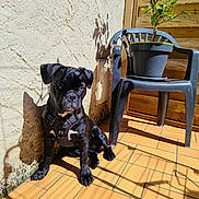 Kaylane a rejoint le concours — aidez-le/la à gagner de superbes lots ! black_dog, chair, corner, daylight, dog, harness, outdoor, pet, plant, plastic_chair, potted_plant, puppy, relaxing, shadow, sitting, sunlight, sunny, tile_floor, wall, wooden_fence