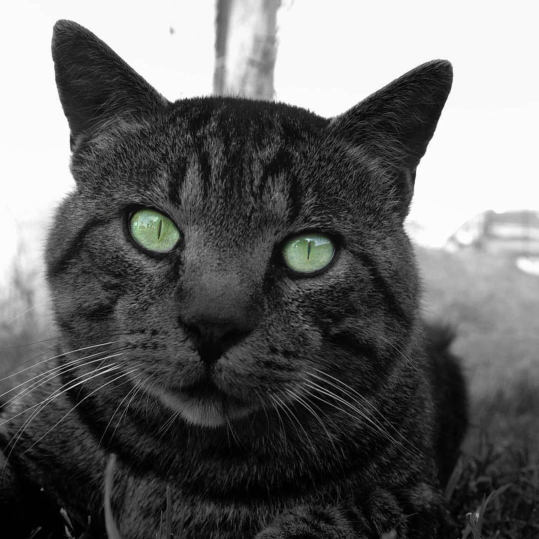 Mika participe au concours pour gagner de l'argent avec cette photo : art, carnivore, cat, domestic_short_haired_cat, felidae, fur, grass, grey, iris, monochrome, monochrome_photography, small_to_medium_sized_cats, snout, terrestrial_animal, whiskers, wildlife