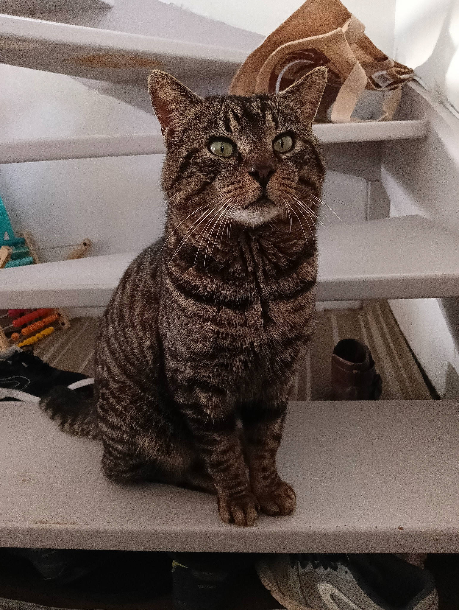 Mika a rejoint le concours — aidez-le/la à gagner de superbes lots ! art, carnivore, cat, domestic_short_haired_cat, eye, felidae, fur, grey, metal, paw, shelf, sitting, small_to_medium_sized_cats, snout, table, tail, terrestrial_animal, whiskers, window, wood