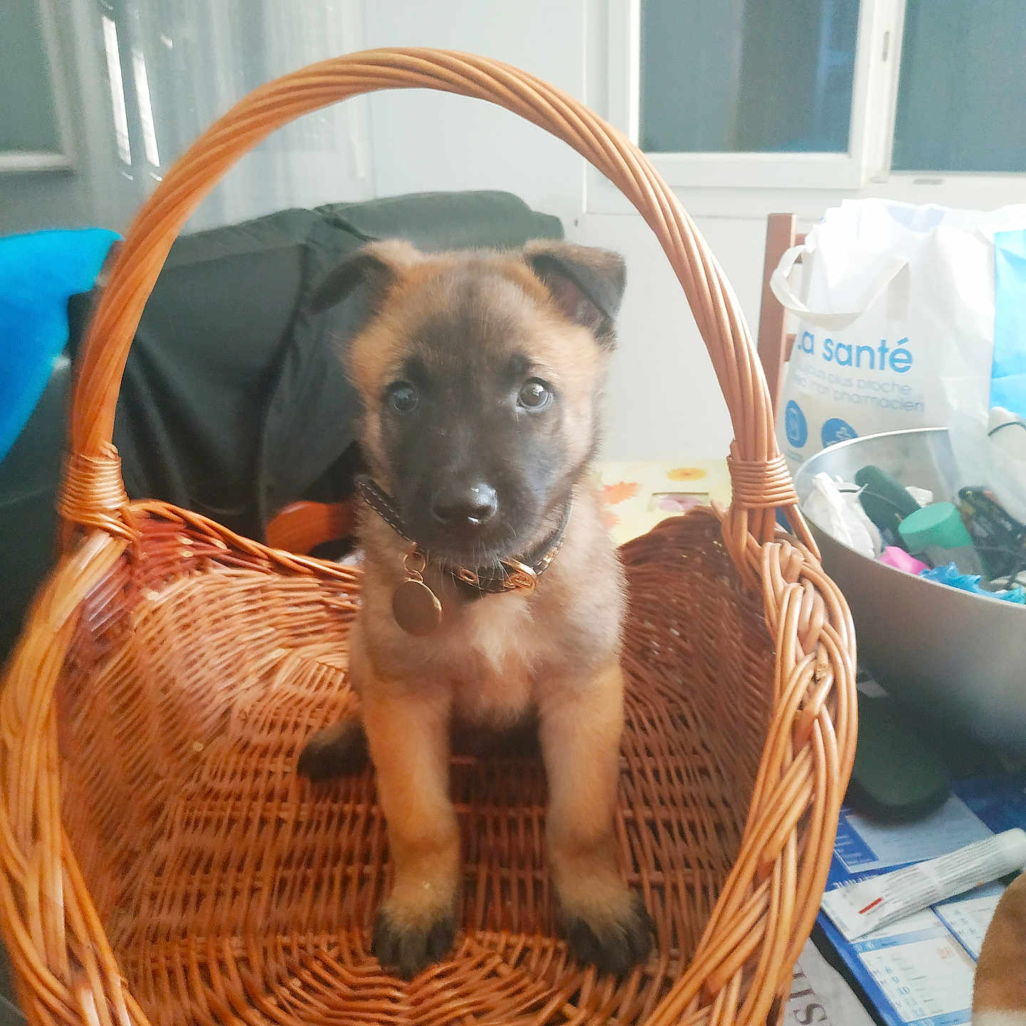 Chérouky participe au concours pour gagner de l'argent avec cette photo : accessories, animal, bag, basket, canine, dog, fun, furniture, germanshepherd, handbag, hound, husky, labradorretriever, leisureactivities, person, pet, picnic, puppy, terrier, wood