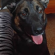 Nala participe au concours pour gagner de l'argent avec cette photo : dog, pet, tongue, close_up, indoor, brown, black, ears, face, animal, furniture, floor, happy, expression, tongue_out, canine, portrait, companion, domestic, mammal