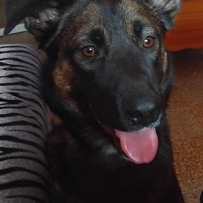 Nala participe au concours pour gagner de l'argent avec cette photo : animal, black, brown, canine, close_up, companion, dog, domestic, ears, expression, face, floor, furniture, happy, indoor, mammal, pet, portrait, tongue, tongue_out