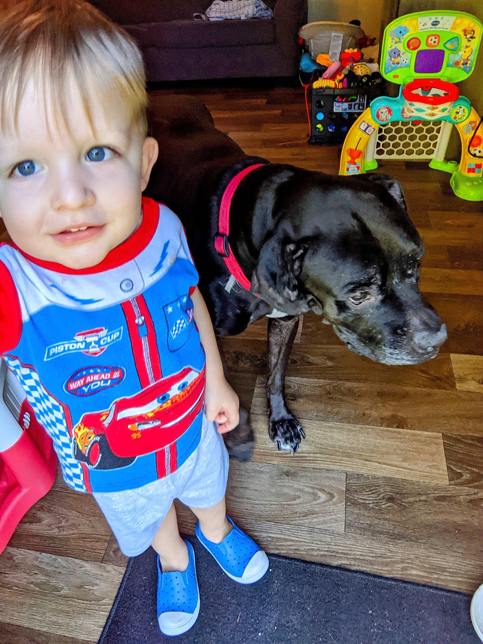 Gus is registered to the contest to win money with this photo: baby_toddler_clothing, blue, carnivore, collar, companion_dog, couch, dog, dog_breed, dog_clothes, dog_collar, dog_supply, electric_blue, fawn, mammal, person, sleeve, smile, snout, toddler, vertebrate