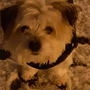 Louna a rejoint le concours — aidez-le/la à gagner de superbes lots ! animal, blurry, brown, canine, carpet, close_up, companion, curious, cute, dog, domestic_animal, floor, fur, home, indoor, indoor_lighting, light_fur, looking_up, pet, small_dog