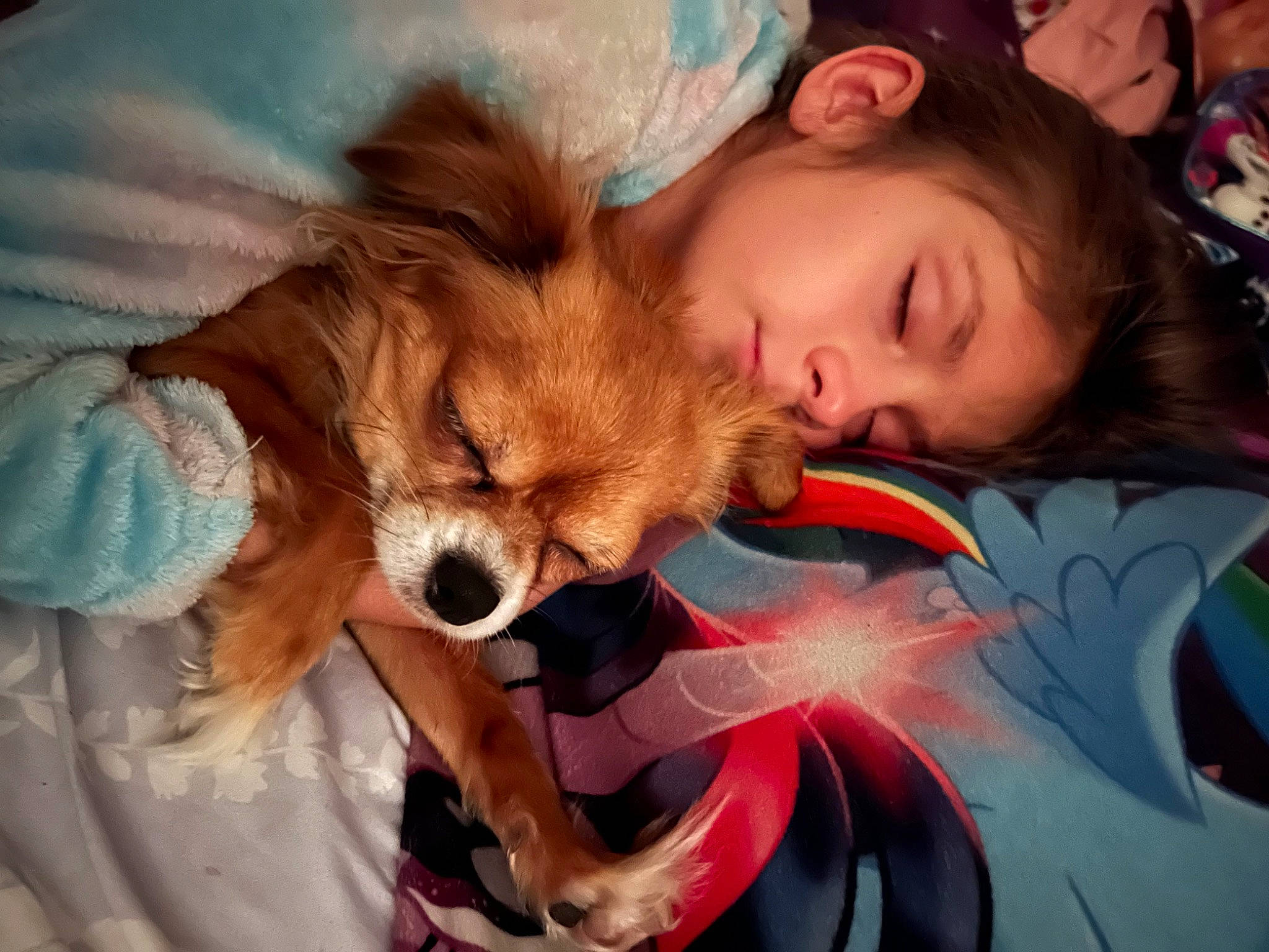 Trinity joined the competition — help win amazing prizes! brown_hair, canidae, carnivore, child, comfort, companion_dog, dog, dog_breed, fawn, fun, fur, hair, happy, lap, person, petal, sporting_group, stuffed_toy, toddler, toy