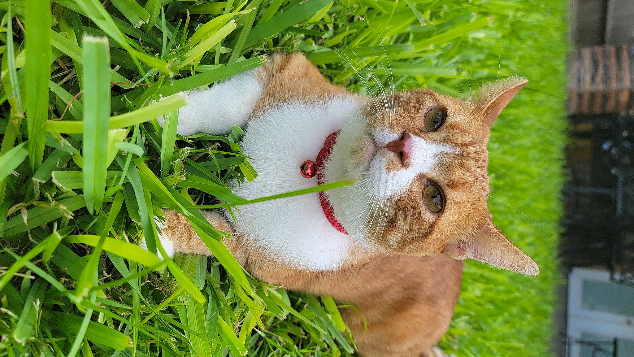 Donald joined the competition — help win amazing prizes! canidae, carnivore, cat, collar, domestic_short_haired_cat, eye, fawn, felidae, fur, grass, groundcover, lawn, plant, small_to_medium_sized_cats, snout, sporting_group, tail, terrestrial_animal, whiskers, wood