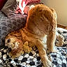 Jack participe au concours pour gagner de l'argent avec cette photo : dog, golden_retriever, plush_toy, lion_toy, blanket, cushion, sofa, indoor, pet, canine, fur, playful, cozy, resting, animal, cute, lying_down, home, soft, curious