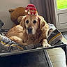 Jack participe au concours pour gagner de l'argent avec cette photo : dog, golden_retriever, sombrero, hat, bed, blanket, teddy_bear, indoor, window, curtain, floor, tile, resting, pet, cozy, cute, animal, domestic_animal, fur, portrait