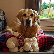 Jack a rejoint le concours — aidez-le/la à gagner de superbes lots ! dog, golden_retriever, stuffed_toy, plaid_blanket, indoor, pet_bed, window, curtains, garden, greenery, calm, cozy, fur, animal, relaxed, toy, home, domestic, portrait, cute