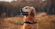 Jack a rejoint le concours — aidez-le/la à gagner de superbes lots ! dog, golden_retriever, sitting, outdoor, grass, path, nature, animal, pet, fur, happy, calm, canine, field, autumn, daylight, muzzle, portrait, leash, forest