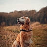 dog, golden_retriever, sitting, outdoor, grass, path, nature, animal, pet, fur, happy, calm, canine, field, autumn, daylight, muzzle, portrait, leash, forest