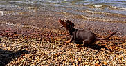Arlo participe au concours pour gagner de l'argent avec cette photo : animal, canine, dachshund, daytime, dog, lake, landscape, nature, outdoor, pet, playful, puppy, rocks, shore, small_dog, summer, sunny, village, water, waves