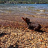 Arlo participe au concours pour gagner de l'argent avec cette photo : dog, dachshund, puppy, lake, water, rocks, shore, outdoor, sunny, nature, small_dog, pet, animal, landscape, village, waves, summer, daytime, canine, playful