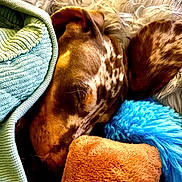 Arlo participe au concours pour gagner de l'argent avec cette photo : dog, sleeping, blanket, plush_toy, cozy, fur, brown, white, blue, orange, texture, rest, comfort, indoor, cute, nap, soft, peaceful, animal, pet