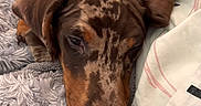 Arlo participe au concours pour gagner de l'argent avec cette photo : puppy, dog, brown, spotted, close_up, blanket, cozy, sleepy, fur, ears, nose, resting, indoor, fabric, soft, texture, couch, pillow, relaxing, pet