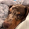 dog, sleeping, close_up, blanket, cozy, fur, brown, speckled, rest, pet, indoors, relaxed, snout, ears, comfort, soft, warm, animal, nose, portrait