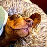 Arlo a rejoint le concours — aidez-le/la à gagner de superbes lots ! dog, sleeping, close_up, tongue_out, cozy, blanket, fur, resting, pet, cute, warm, snuggle, relaxed, indoor, animal, muzzle, ear, nose, comfort, soft