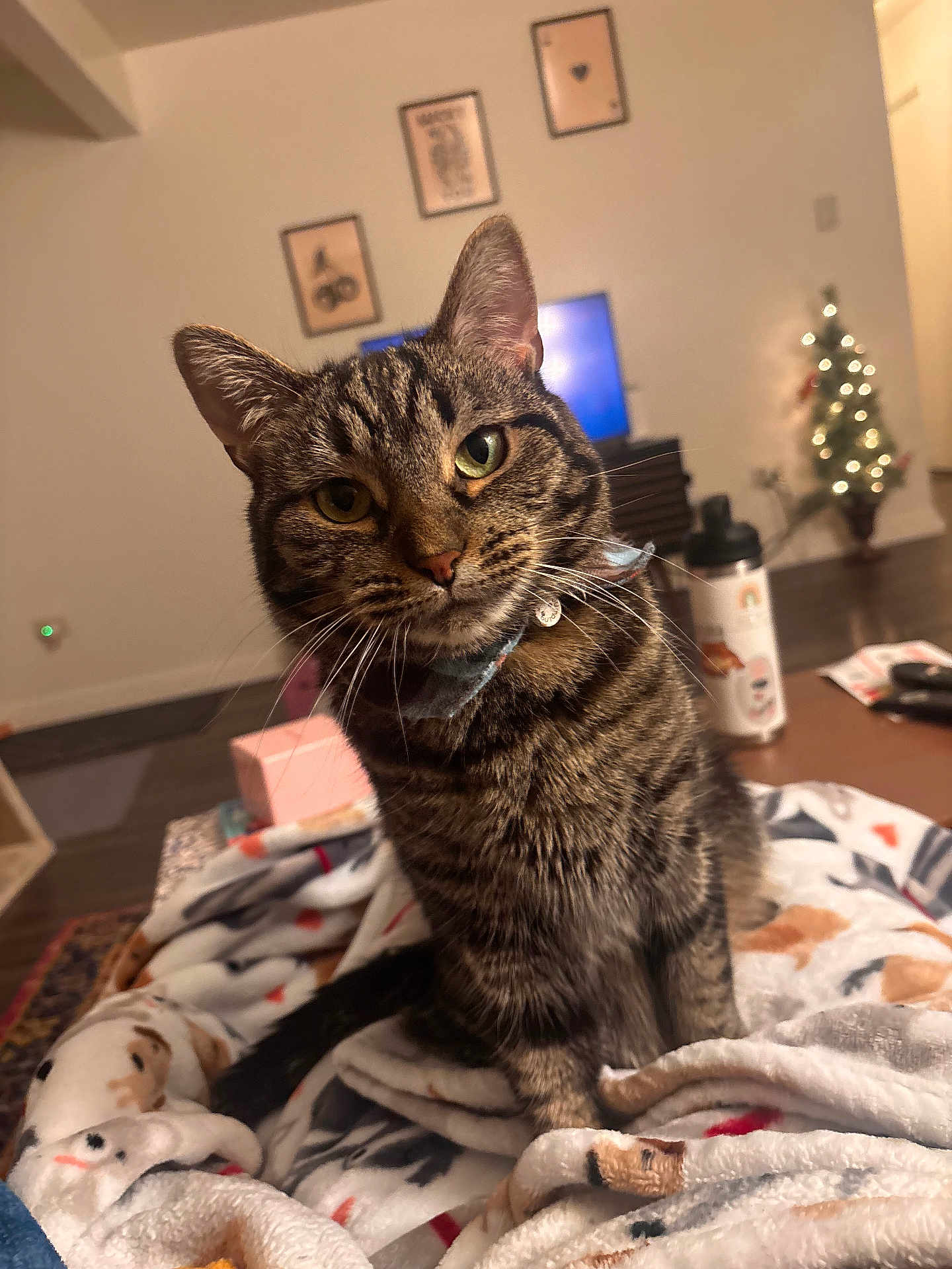Milo is registered to the contest to win money with this photo: cat, tabby, pet, indoor, blanket, cozy, living_room, christmas_tree, decor, wall_art, furniture, curious, animal, whiskers, ears, eyes, sitting, soft_lighting, home, relaxation