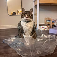 Max is registered to the contest to win money with this photo: cat, tabby_cat, white_chest, plastic_bag, wooden_floor, mirror, reflection, chair, cat_bed, collar, indoor, pet, furniture, household_items, floor, curious, sitting, domestic, room, cozy
