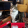 Max is registered to the contest to win money with this photo: cat, tabby, shoebox, indoor, carpet, furniture, chair, bookshelf, living_room, pet, domestic_animal, collar, box, floor, cozy, fur, cute, animal, relaxed, home