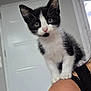 kitten, cat, black_and_white, pet, animal, indoor, shoulder, fur, whiskers, curious, young, cute, mammal, person, human, close_up, portrait, domestic_animal, eyes, ears