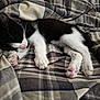 kitten, cat, sleeping, black_and_white, paw, pink_nose, blanket, plaid, cozy, fur, pet, animal, cute, resting, indoors, soft, young, whiskers, nap, comfort