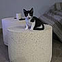 Hadès a rejoint le concours — aidez-le/la à gagner de superbes lots ! kitten, cat, black_and_white, indoor, table, cylindrical, stone, furniture, floor, tile_floor, cup, remote_control, striped_fabric, blurred_background, pet, animal, small, curious, sitting, cute