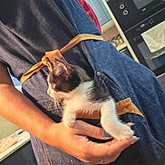 Hadès a rejoint le concours — aidez-le/la à gagner de superbes lots ! kitten, cat, apron, denim, hand, kitchen, person, pet, animal, indoor, curious, black_and_white, fur, cute, pocket, holding, nail_polish, cooking, domestic, young_cat