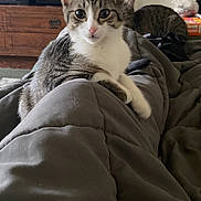 Penny is registered to the contest to win money with this photo: background_cat, bed, blanket, cat, cozy, domestic_animal, drawer, feline, furniture, human_lap, indoor, kitten, looking_at_camera, nightstand, paws, pet, portrait, sleepy, tabby, whiskers